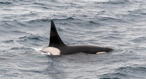 Back, fin and saddle patch of male adult Killer Whale, Beagle Channel, Chile Stock Photos