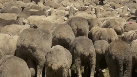 Back of a flock of merino sheep Video stock 51659639