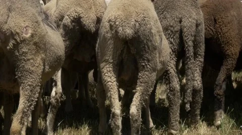 Back of a flock of merino sheep Video stock 51659658