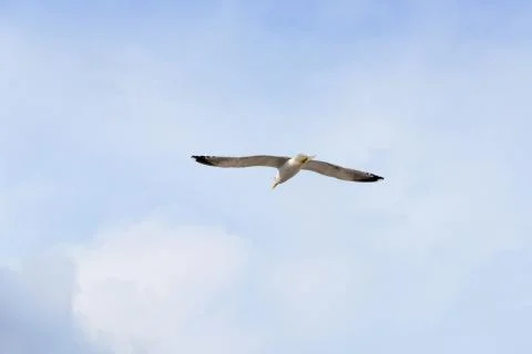 Back of flying seagull Stock Photos