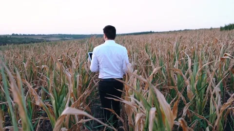 Back frame with an agronomist walking through the middle of a drought-affected Stock Footage 140280731