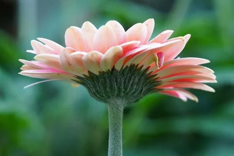 Back of a Gerbera Daisy Flower Close Up Stock Photos