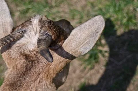 Back of a Goat Head 스톡 사진
