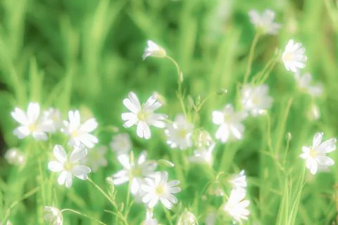 The back ground is vegetable in white-green tones without focus. Stock Photos