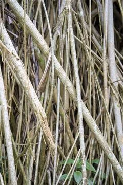 Back ground view of tree route in a garden outdoor Stock Photos