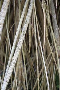 Back ground view of tree route in a garden outdoor Stock Photos