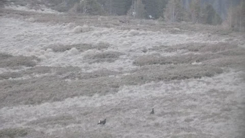 Back Grouse courtship in Austria/Alps Stock Footage 292641234