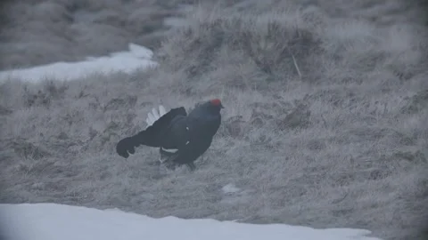 Back Grouse courtship in Austria/Alps Stock Footage 292642631