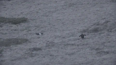 Back Grouse courtship in Austria/Alps Stock Footage 292642814