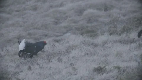 Back Grouse courtship in Austria/Alps Stock Footage 292643489