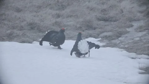 Back Grouse courtship in Austria/Alps Stock Footage 292643629