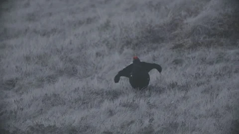 Back Grouse courtship in Austria/Alps Stock Footage 292643928