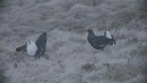Back Grouse courtship in Austria/Alps Stock Footage 292644827