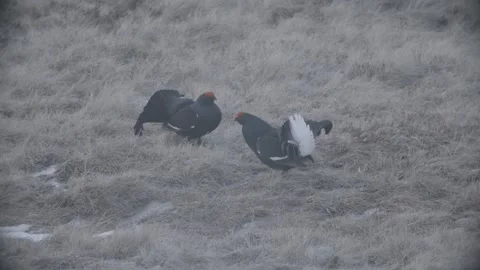 Back Grouse courtship in Austria/Alps Stock Footage 292646019