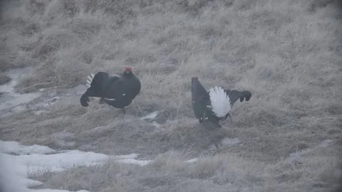 Back Grouse courtship in Austria/Alps Stock Footage 292646043