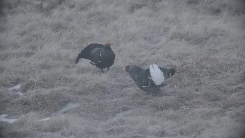 Back Grouse courtship in Austria/Alps Stock Footage 292646121