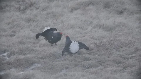Back Grouse courtship in Austria/Alps Stock Footage 292646257