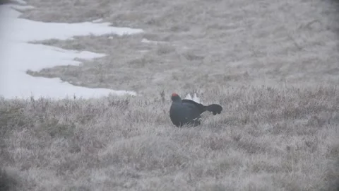 Back Grouse courtship in Austria/Alps Stock Footage 292648846