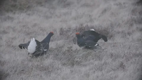Back Grouse courtship in Austria/Alps Stock Footage 292650302