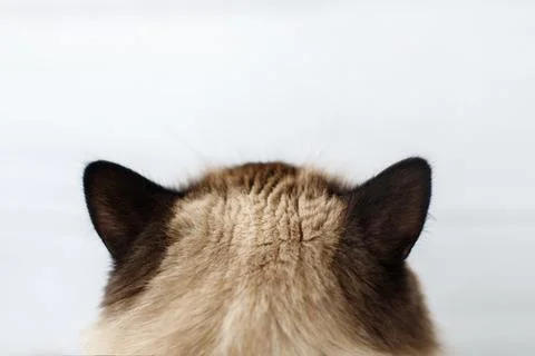 Back of the head of a fluffy beautiful cat. Stock-Fotos