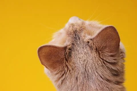 The back of the head of a red cat in close-up on a yellow background. Foto stock