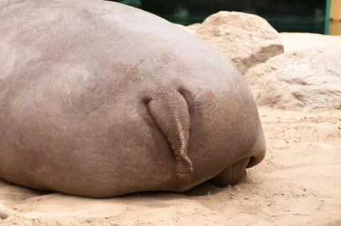 The back of hippopotamus 스톡 사진