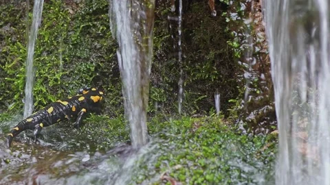 Back home (Salamandra salamandra) Stock Footage 236398202