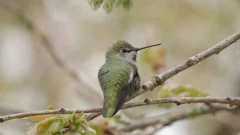 Back of hummingbird sitting on tree branch close up Video stock 345087478