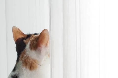 The back image of a cat is watching something outside the window with interest. Stock Photos
