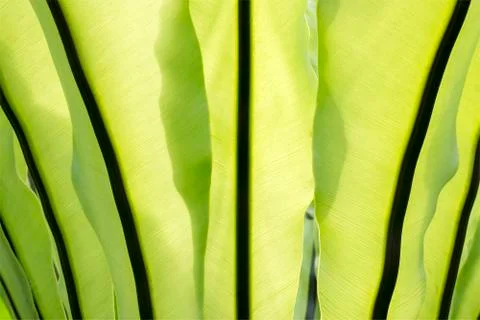 Back of leaf Stock Photos