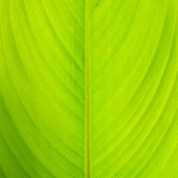 Back of leaf Stock Photos