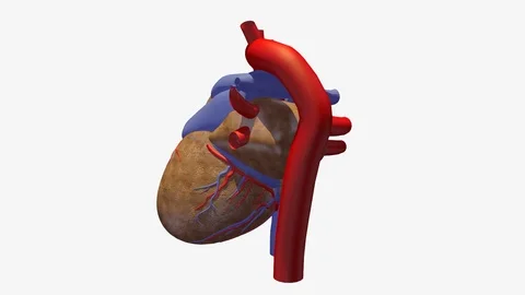 BACK LEFT VIEW OF HEART BEATING ANIMATION Vídeos de archivo 73829177