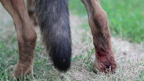 Back leg of the dog was wounded Vidéo 79827569