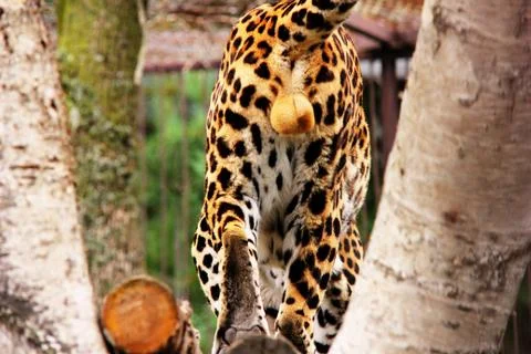 The back of the leopard. View under the tail. African leopard Foto stock