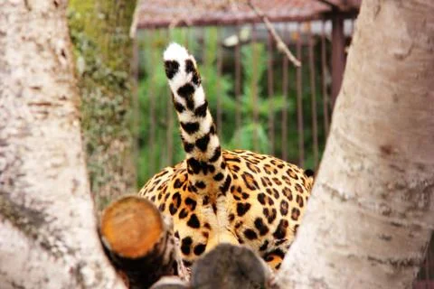 The back of the leopard. View under the tail. African leopard Stock Photos