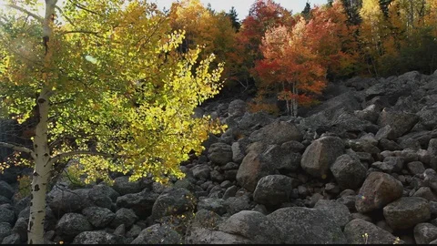 Back light Aspens Turning Stock Footage 105039950