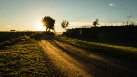 Back light of a lonely tree in a road with sunset light back light of a lonel Stock Photos