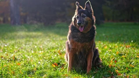 Back light by morning rays, a German Shepherd exhales steam among fall leav.. Video stock 255767376