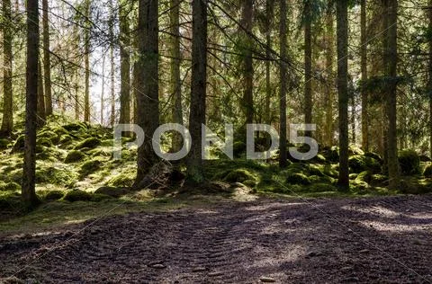 Back light in mossy forest Stock Photos