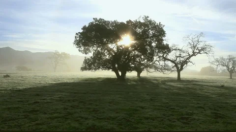 Back Light Oak Tree In Fog Stock-Footage 106104451