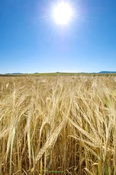 Back light Stock Photos
