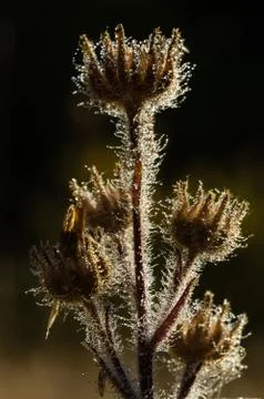 Back Light Foto stock