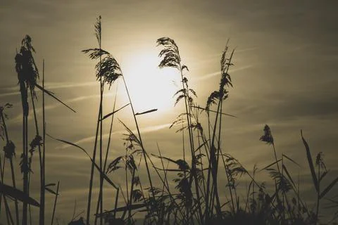 Back light plant Stock Photos