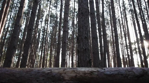 Back light slider shot of pine trees in autumn Stock Footage 88048510