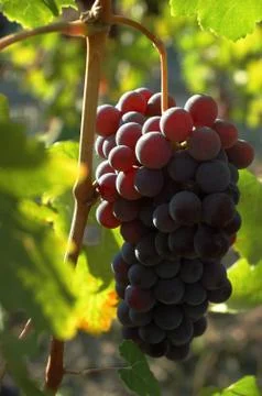 Back-light view of red grapes wainting for the harvest; nebbiolo variety, italia Stock Photos