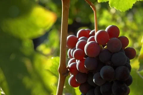 Back-light view of red grapes wainting for the harvest; nebbiolo variety, italia Stock Photos
