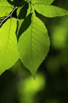 Back-lit beech leaves Stock Photos