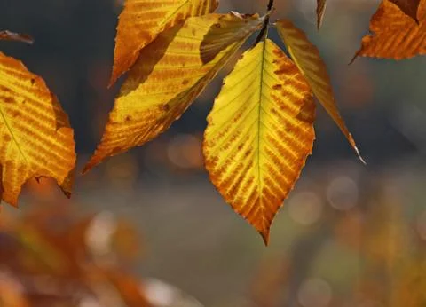 Back lit Beech Tree Leaves Stock Photos