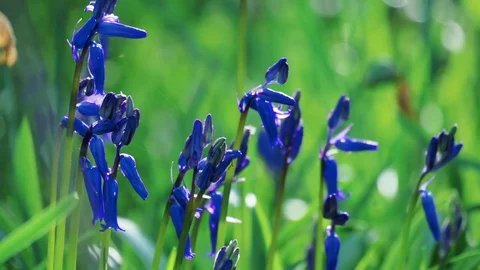 Back lit Bluebell flowers Stock Footage 75210248
