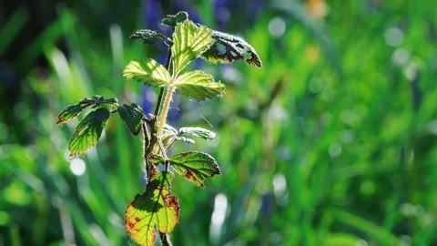 Back lit bramble weed leaves in woodland forest Stock Footage 75211137